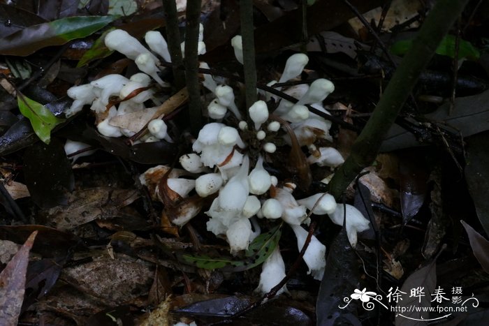 中华锥花Gomphostemma chinense