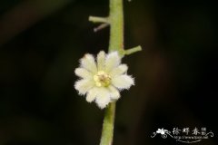 短穗天料木Homalium breviracemosum