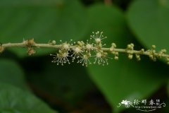 毛果巴豆Croton lachnocarpus