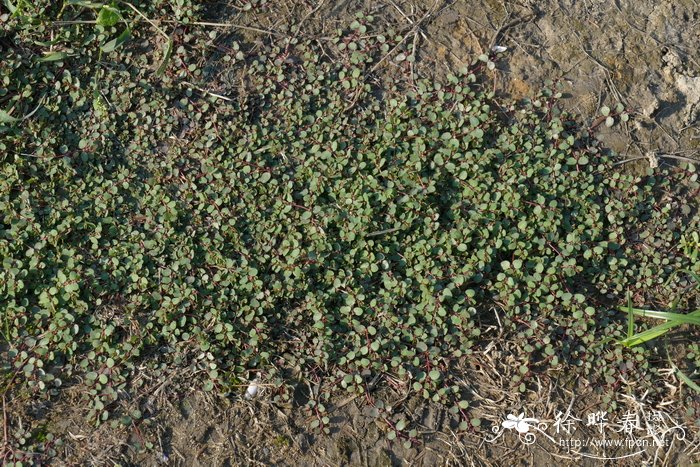 小叶地锦Euphorbia heyneana