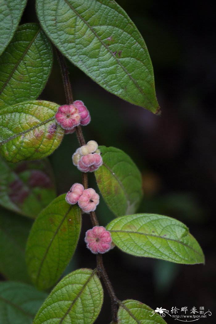 毛果算盘子Glochidion eriocarpum