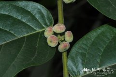 大叶算盘子Glochidion macrophyllum