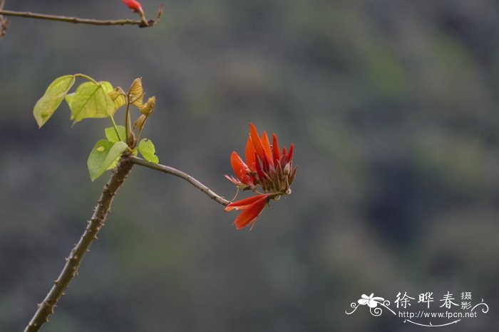 鹦哥花Erythrina arborescens