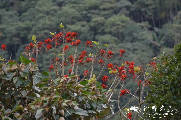 鹦哥花Erythrina arborescens