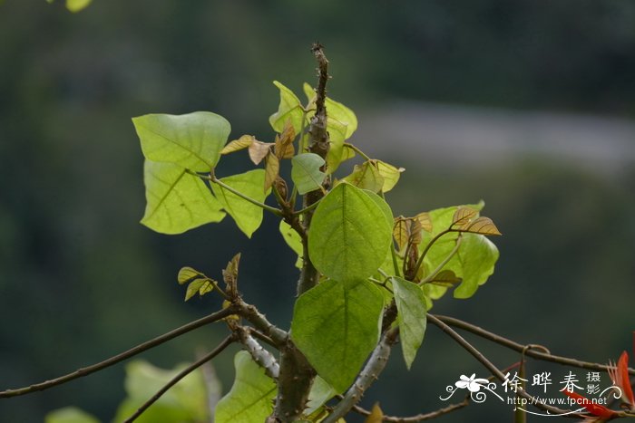 鹦哥花Erythrina arborescens