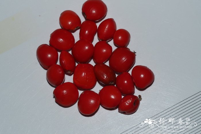 软荚红豆Ormosia semicastrata