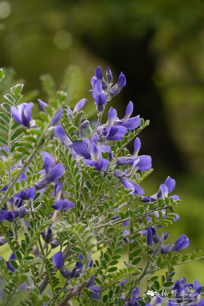 砂生槐Sophora moorcroftiana