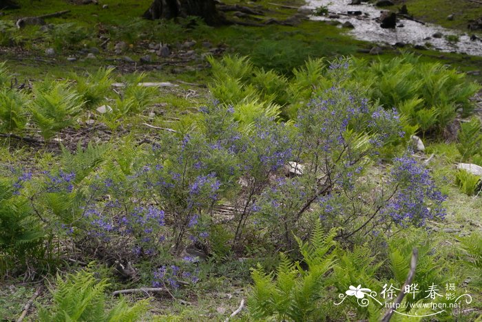 砂生槐Sophora moorcroftiana