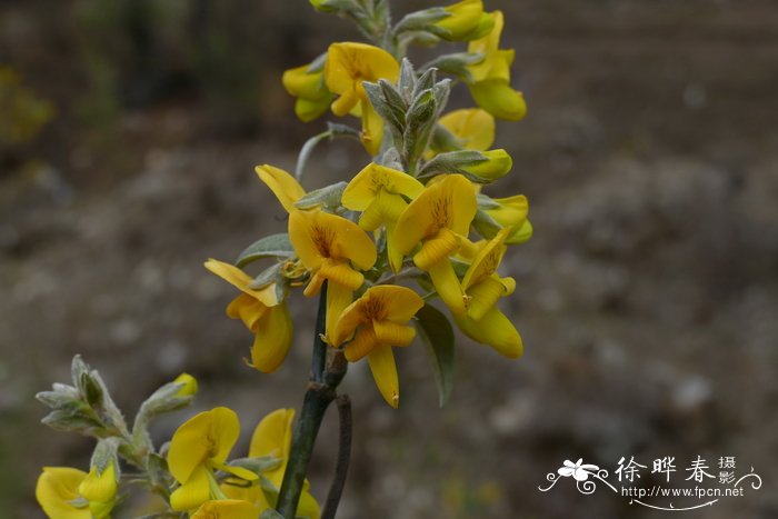 尼泊尔黄花木Piptanthus nepalensis