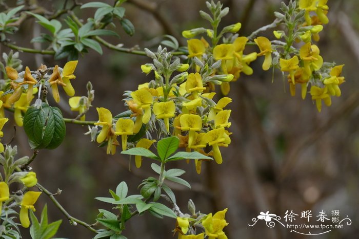 尼泊尔黄花木Piptanthus nepalensis