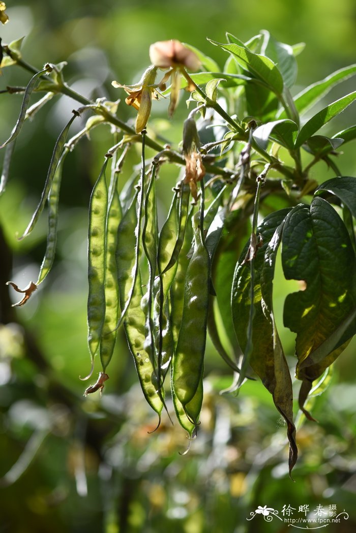 尼泊尔黄花木Piptanthus nepalensis