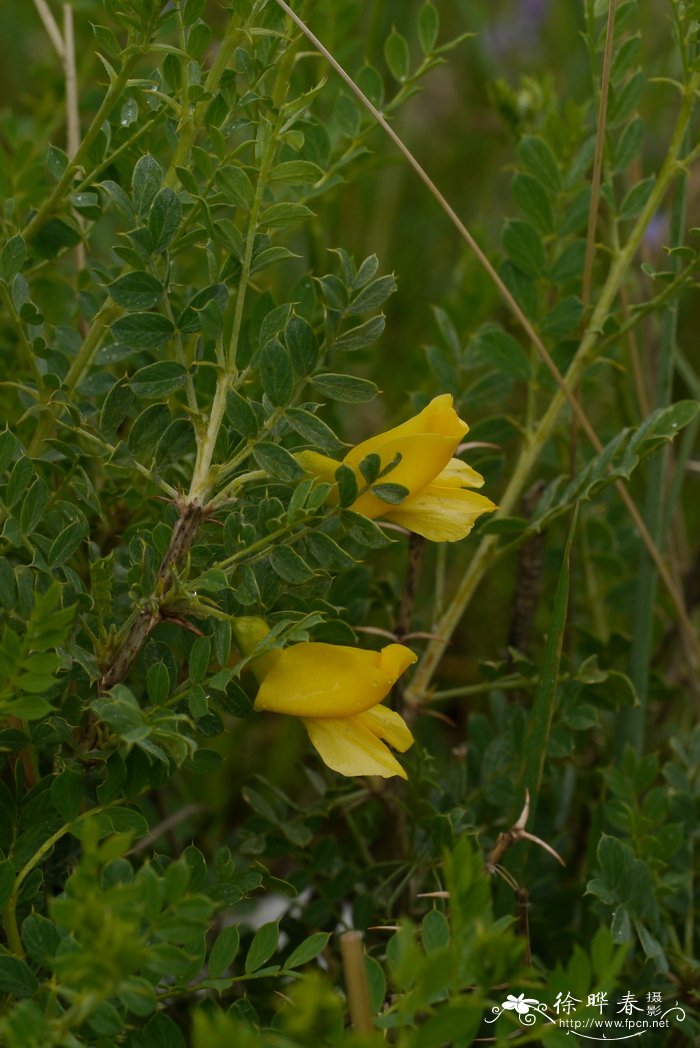树锦鸡儿Caragana arborescens