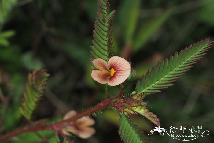 山扁豆，含羞草决明Chamaecrista mimosoides