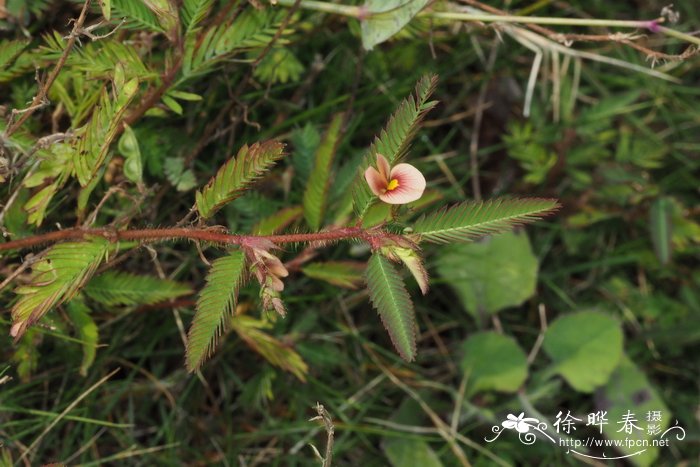 山扁豆，含羞草决明Chamaecrista mimosoides