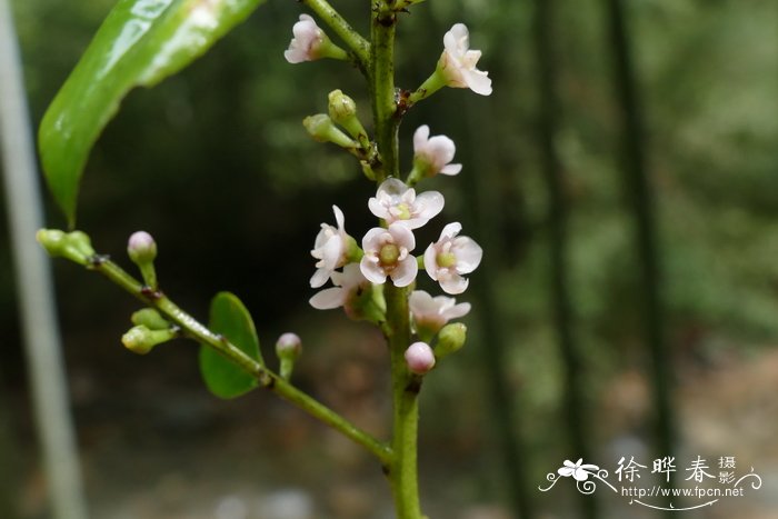 三花冬青Ilex triflora