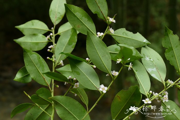 三花冬青Ilex triflora