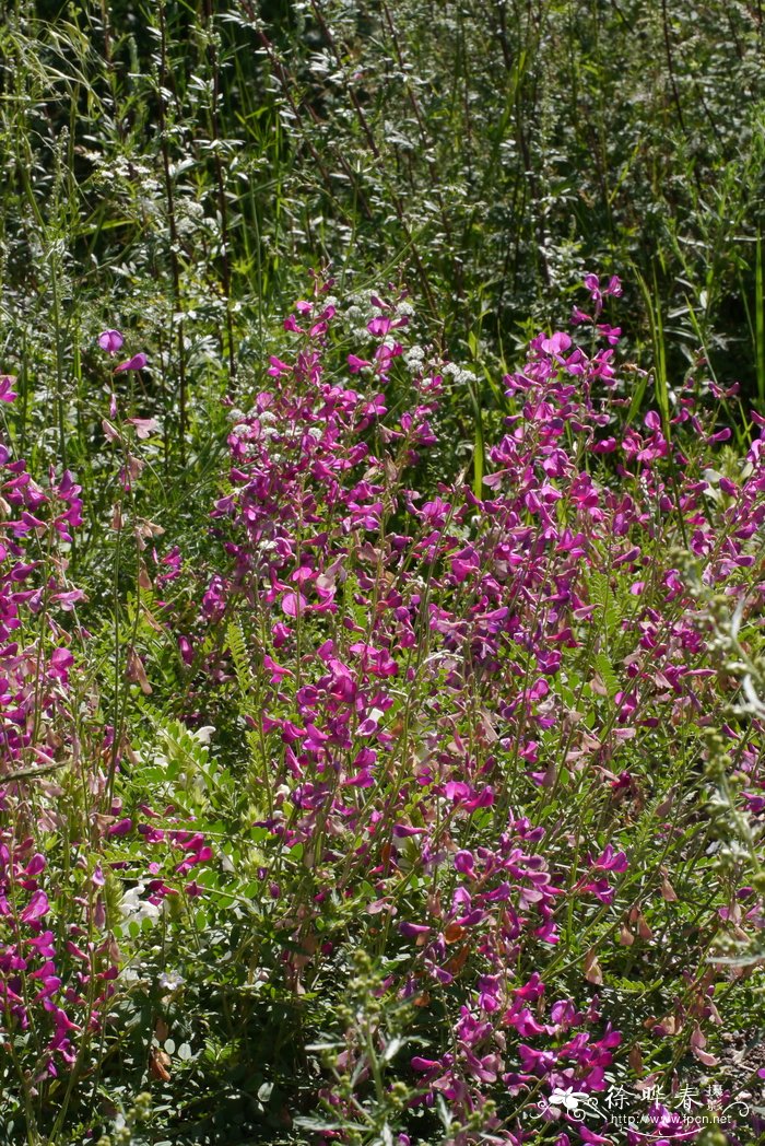 红花岩黄芪Hedysarum multijugum