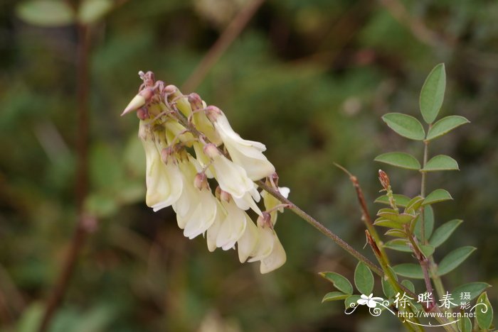 宽叶多序岩黄芪Hedysarum polybotrys var. alaschanicum