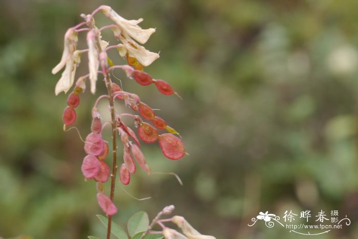 宽叶多序岩黄芪Hedysarum polybotrys var. alaschanicum