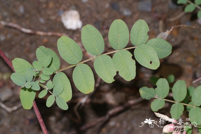 宽叶多序岩黄芪Hedysarum polybotrys var. alaschanicum