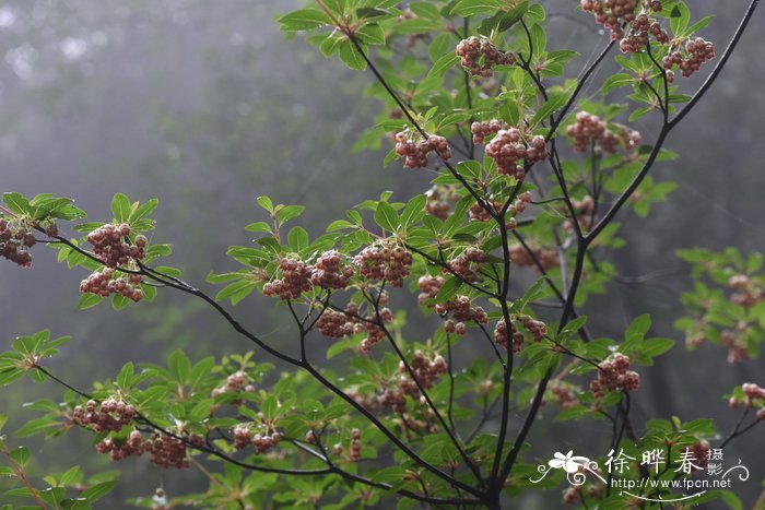 灯笼树Enkianthus chinensis