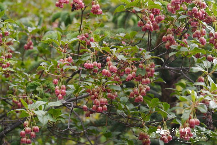 毛叶吊钟花enkianthus deflexus