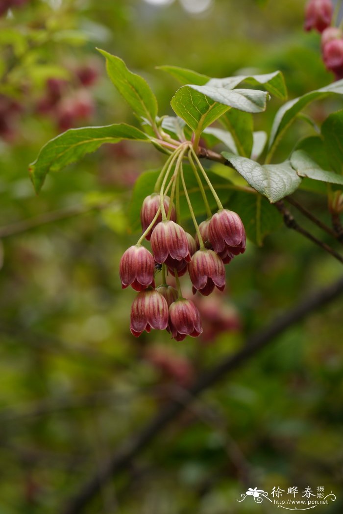 毛叶吊钟花enkianthus deflexus