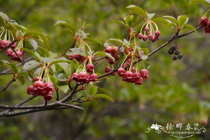 毛叶吊钟花enkianthus deflexus