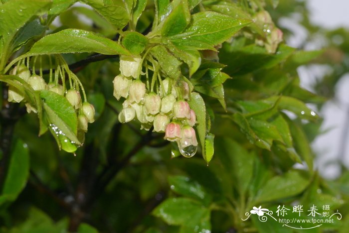 晚花吊钟花Enkianthus serotinus