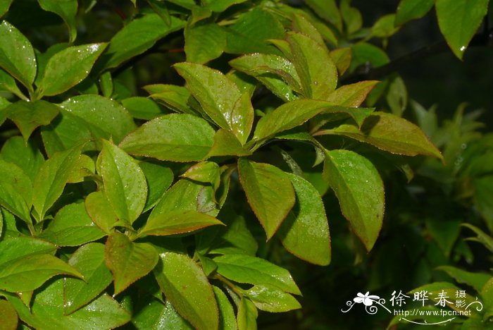 晚花吊钟花Enkianthus serotinus