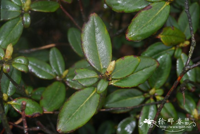 树枫杜鹃Rhododendron changii