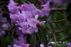 凹叶杜鹃Rhododendron davidsonianum