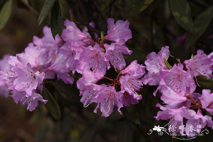 凹叶杜鹃Rhododendron davidsonianum