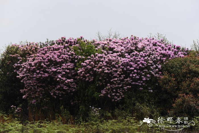 凹叶杜鹃Rhododendron davidsonianum