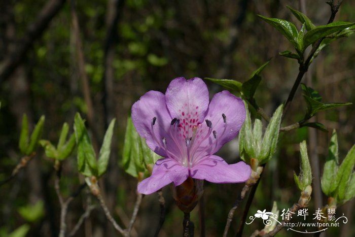 丁香杜鹃Rhododendron farrerae
