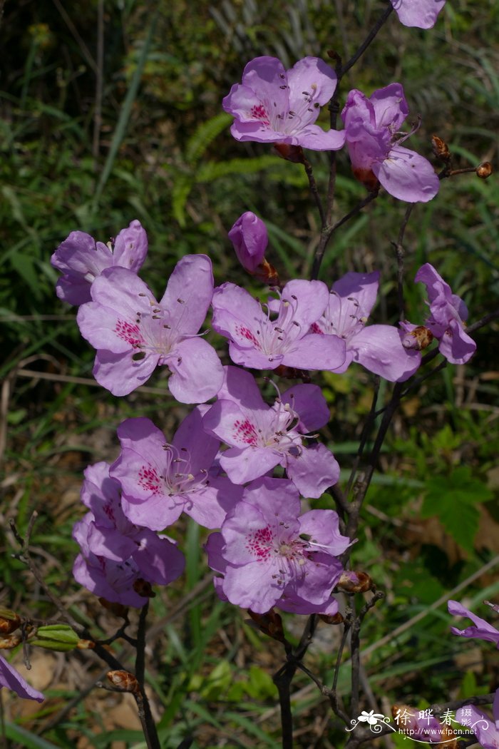 丁香杜鹃Rhododendron farrerae