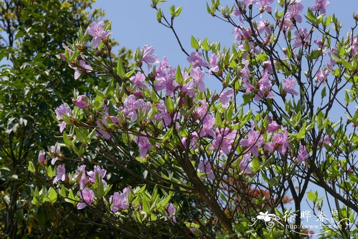 丁香杜鹃Rhododendron farrerae