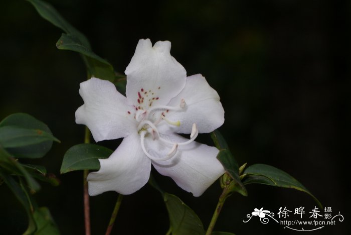 白马银花Rhododendron hongkongense