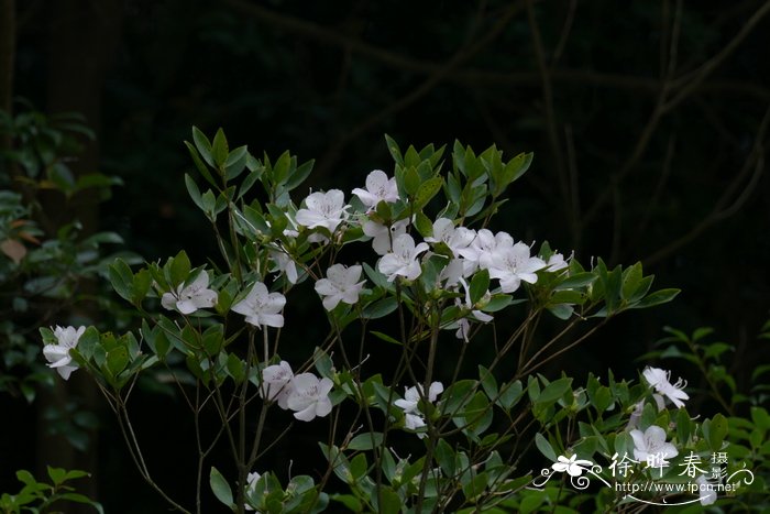 白马银花Rhododendron hongkongense