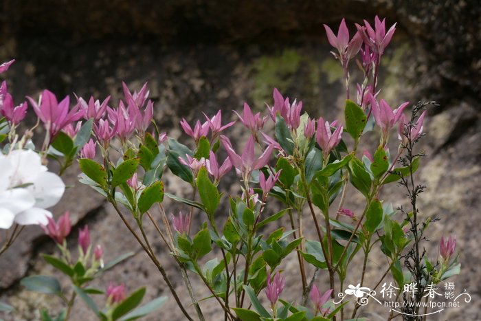 白马银花Rhododendron hongkongense