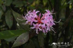 广东杜鹃 Rhododendron kwangtungense