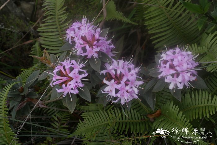 广东杜鹃 Rhododendron kwangtungense