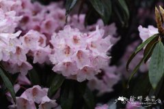 金山杜鹃Rhododendron longipes var. chienianum