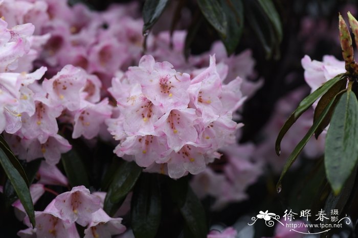金山杜鹃Rhododendron longipes var. chienianum