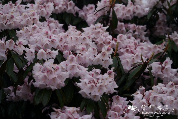 金山杜鹃Rhododendron longipes var. chienianum