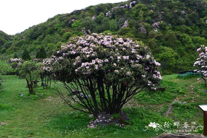 金山杜鹃Rhododendron longipes var. chienianum