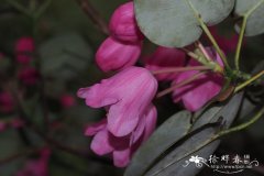 团叶杜鹃Rhododendron orbiculare