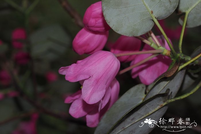 团叶杜鹃Rhododendron orbiculare