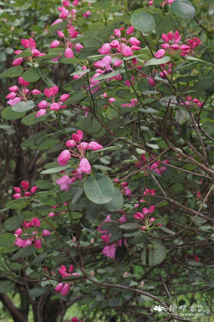 团叶杜鹃Rhododendron orbiculare