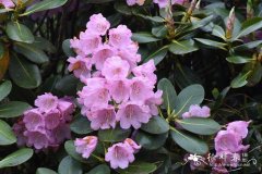 阔柄杜鹃Rhododendron platypodum